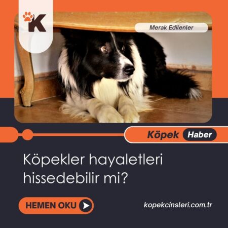 Köpekler Hayaletleri Hissedebilir Mi?