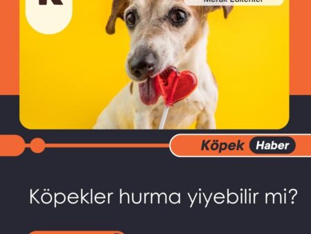 Köpekler Hurma Yiyebilir Mi?