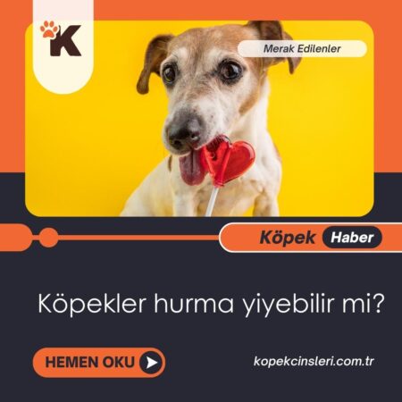 Köpekler Hurma Yiyebilir Mi?