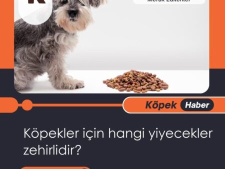 Köpekler İçin Hangi Yiyecekler Zehirlidir?