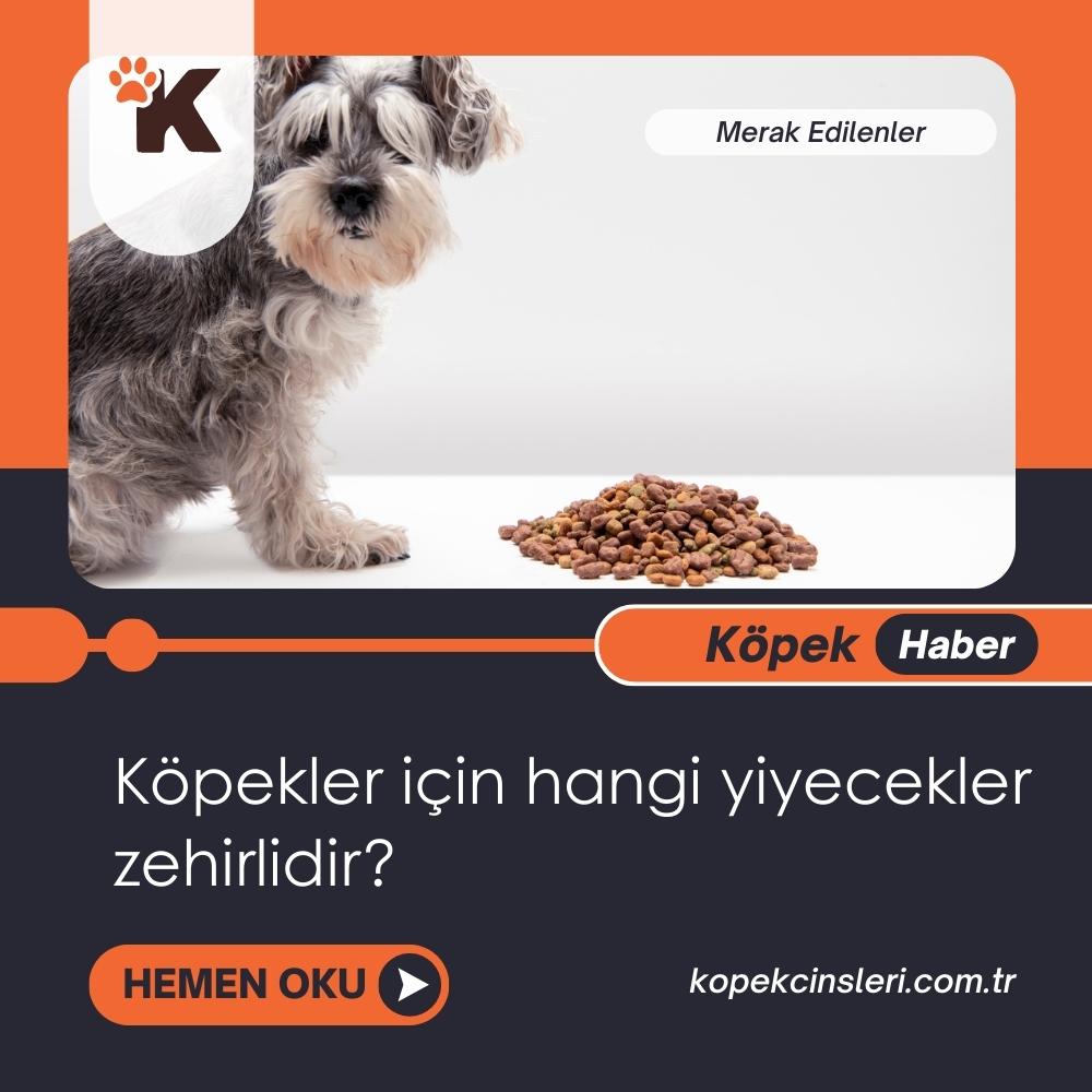 Köpekler İçin Hangi Yiyecekler Zehirlidir?