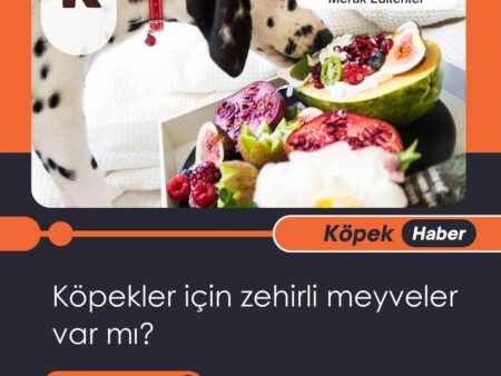 Köpekler İçin Zehirli Meyveler Var Mı?