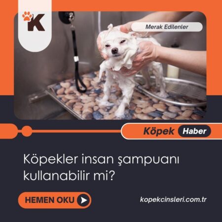 Köpekler İnsan Şampuanı Kullanabilir Mi?