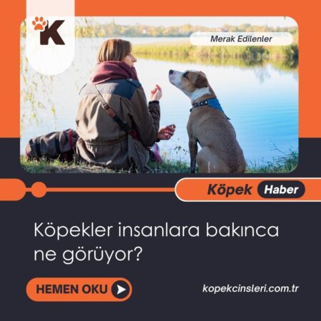 Köpekler İnsanlara Bakınca Ne Görüyor?