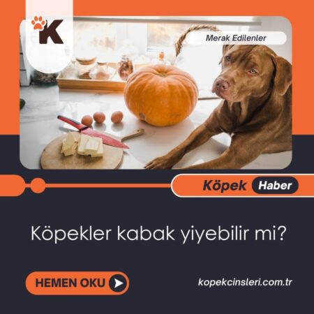 Köpekler Kabak Yiyebilir Mi?