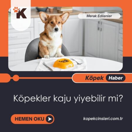 Köpekler Kaju Yiyebilir Mi?