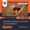 Köpekler Kakalarını Ne Kadar Süre Tutabilirler?