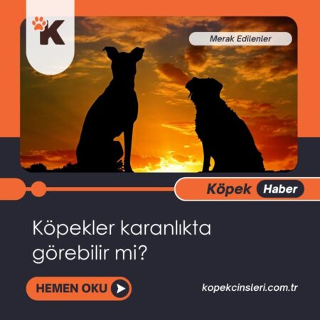 Köpekler Karanlıkta Görebilir Mi?    