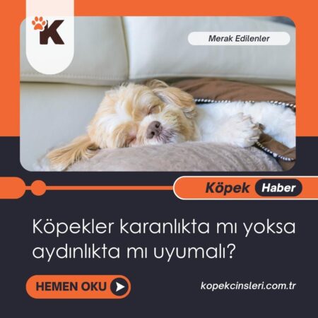 Köpekler karanlıkta mı yoksa aydınlıkta mı uyumalı?