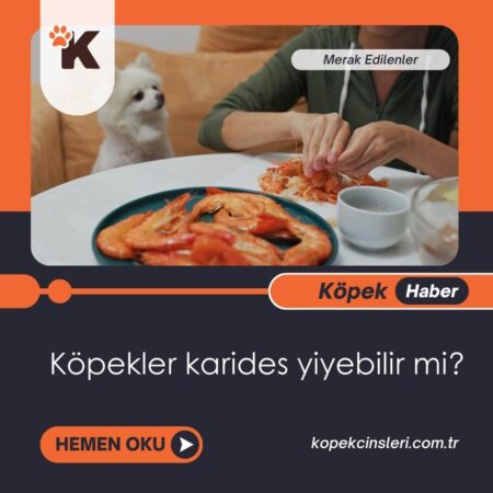 Köpekler Karides Yiyebilir Mi?