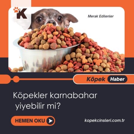 Köpekler Karnabahar Yiyebilir Mi?