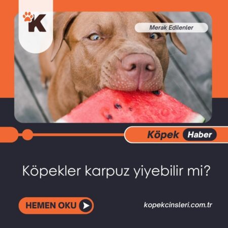 Köpekler Karpuz Yiyebilir Mi?