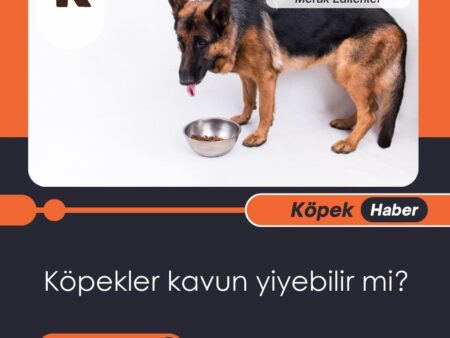 Köpekler Kavun Yiyebilir Mi?