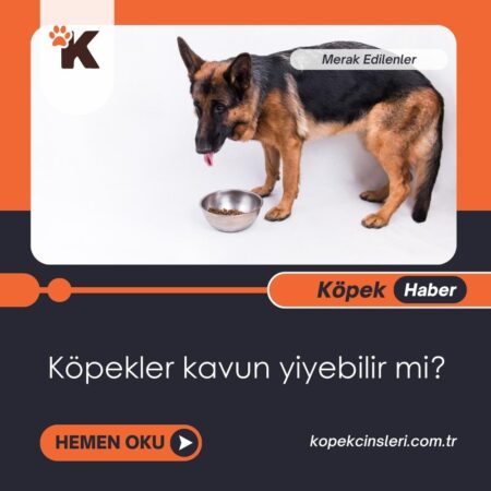 Köpekler Kavun Yiyebilir Mi?