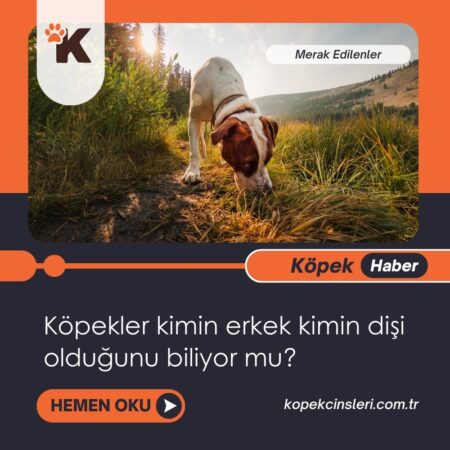 Köpekler Kimin Erkek Kimin Dişi Olduğunu Biliyor Mu?