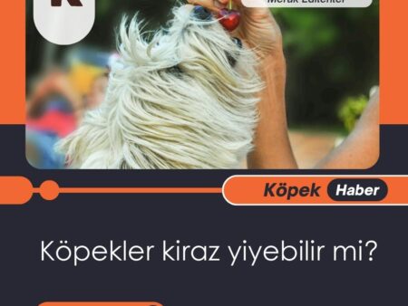 Köpekler Kiraz Yiyebilir Mi?