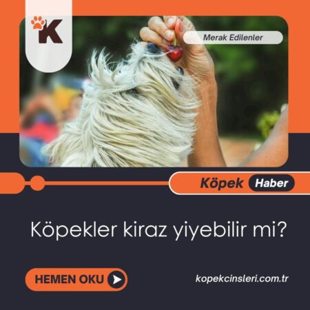 Köpekler Kiraz Yiyebilir Mi?