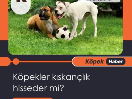 Köpekler Kıskançlık Hisseder Mi?