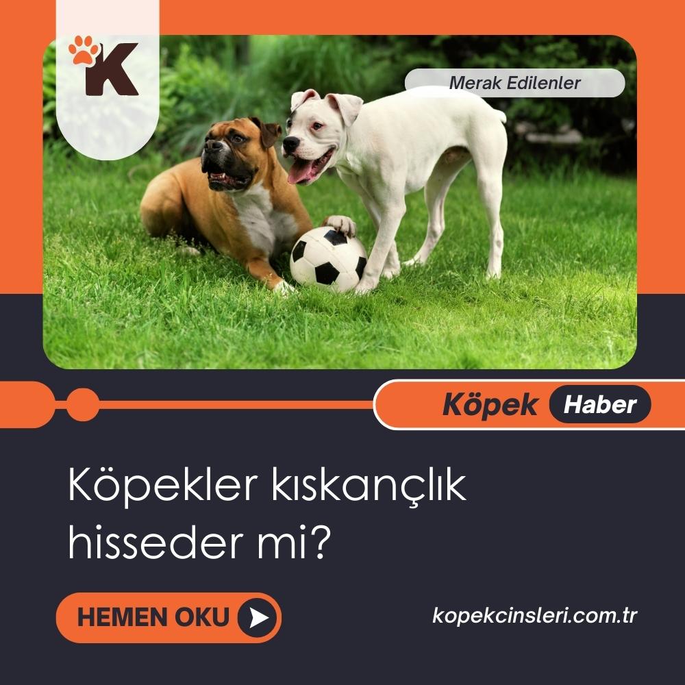 Köpekler Kıskançlık Hisseder Mi?