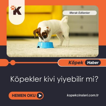 Köpekler Kivi Yiyebilir Mi?