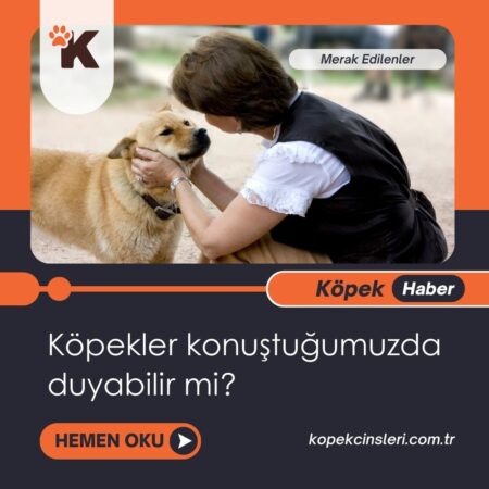 Köpekler Konuştuğumuzda Duyabilir Mi?