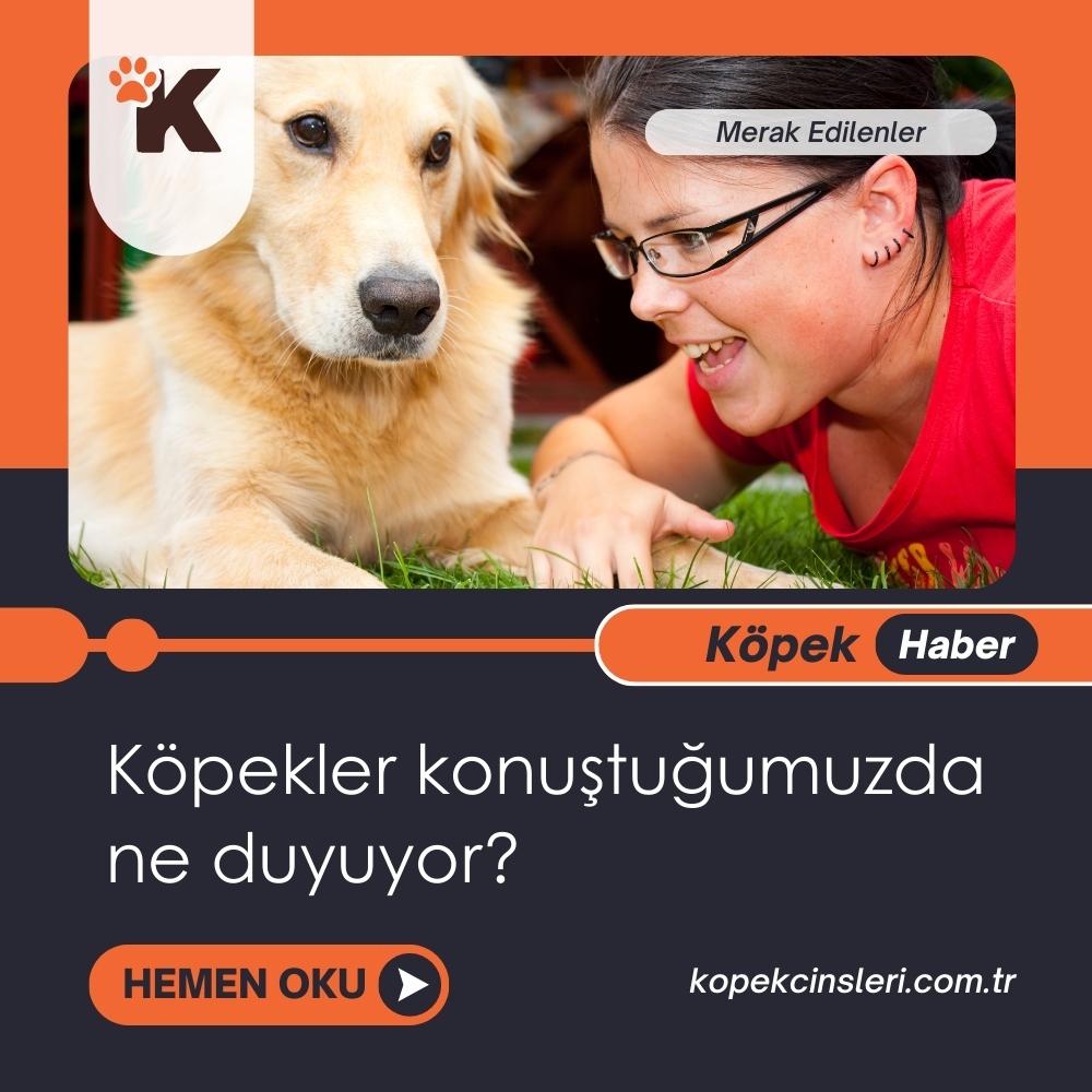 Köpekler Konuştuğumuzda Ne Duyuyor?