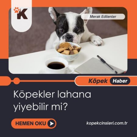 Köpekler Lahana Yiyebilir Mi?