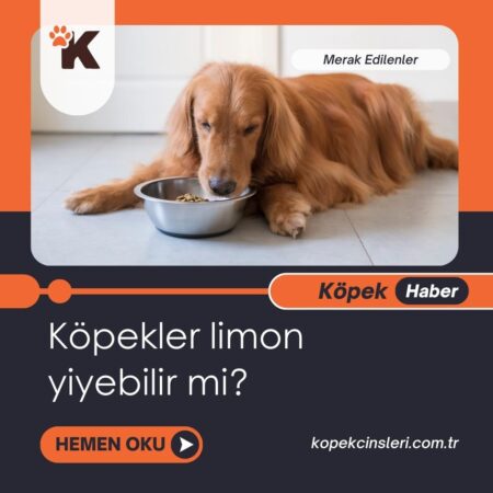 Köpekler Limon Yiyebilir Mi?