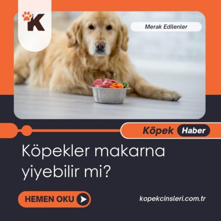 Köpekler Makarna Yiyebilir Mi?