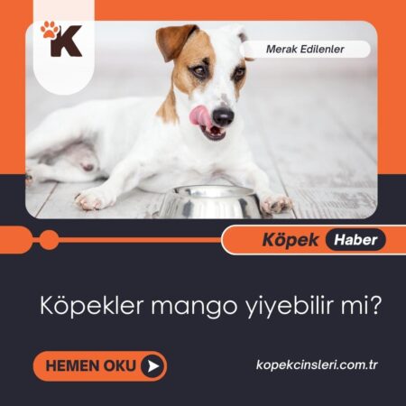 Köpekler Mango Yiyebilir Mi?