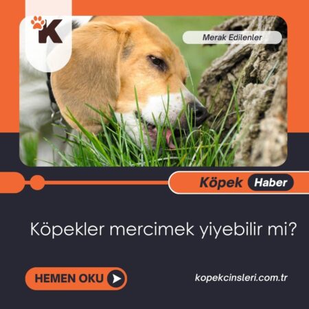 Köpekler Mercimek Yiyebilir Mi?