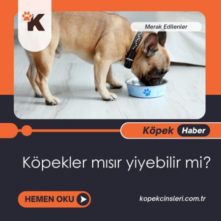 Köpekler Mısır Yiyebilir Mi?