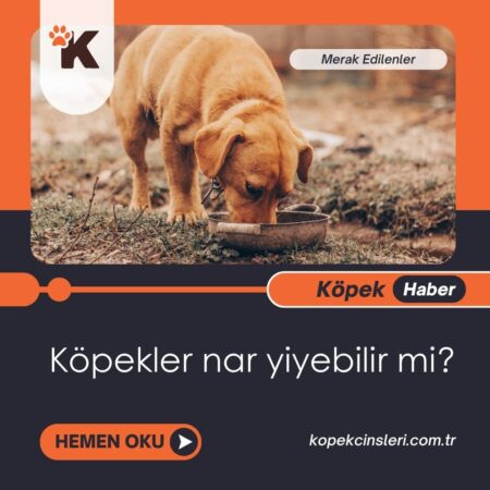 Köpekler Nar Yiyebilir Mi?