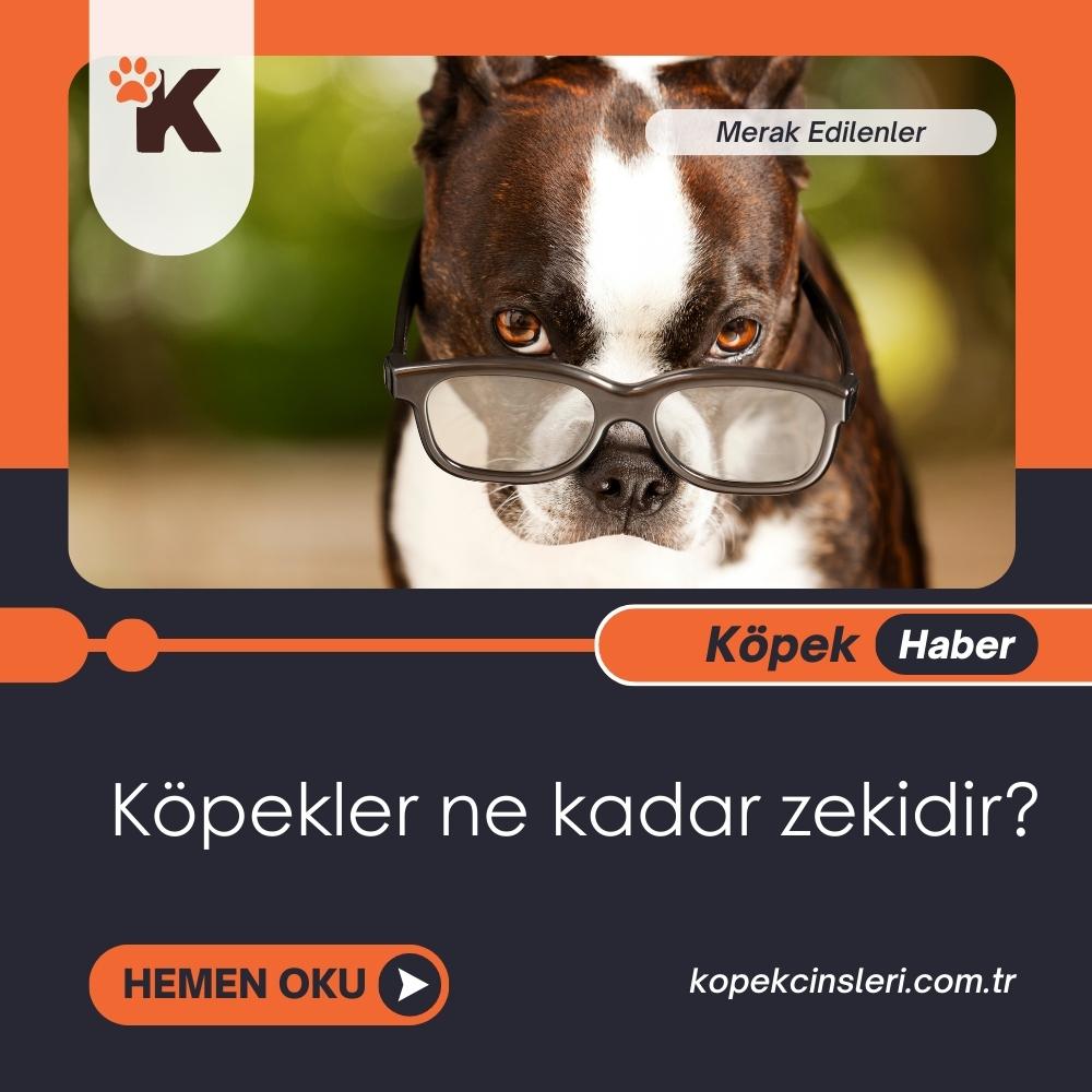 Köpekler ne kadar zekidir?