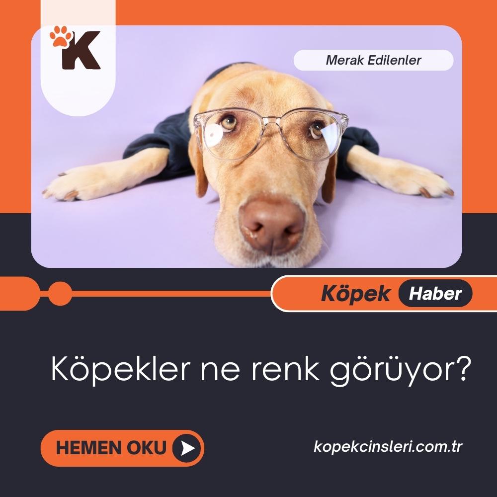 Köpekler Ne Renk Görüyor?