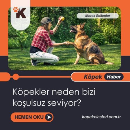 Köpekler neden bizi koşulsuz seviyor?