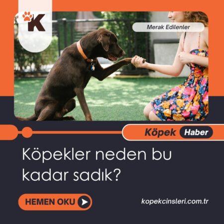 Köpekler neden bu kadar sadık?