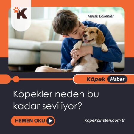 Köpekler neden bu kadar seviliyor?