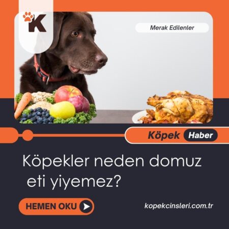 Köpekler Neden Domuz Eti Yiyemez?