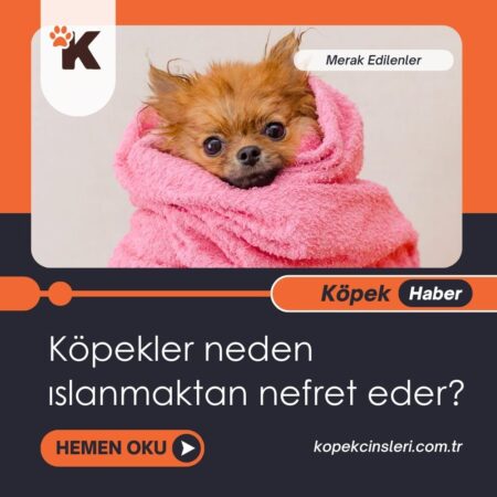 Köpekler Neden Islanmaktan Nefret Eder?