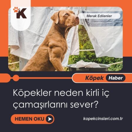 Köpekler Neden Kirli İç Çamaşırlarını Sever?