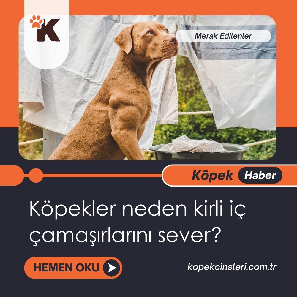 Köpekler Neden Kirli İç Çamaşırlarını Sever?