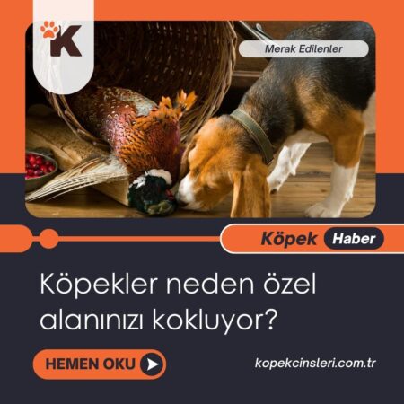 Köpekler Neden Özel Alanınızı Kokluyor?