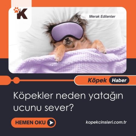 Köpekler neden yatağın ucunu sever?