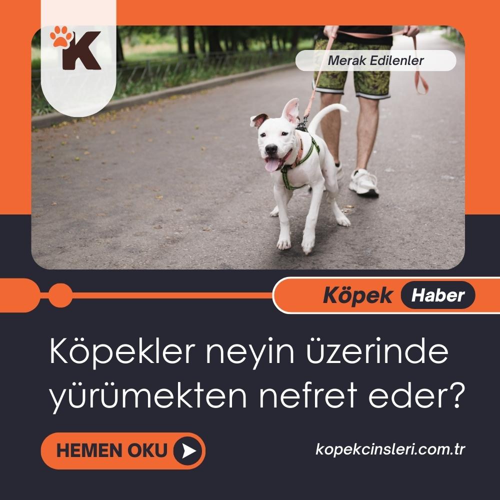 Köpekler Neyin Üzerinde Yürümekten Nefret Eder?