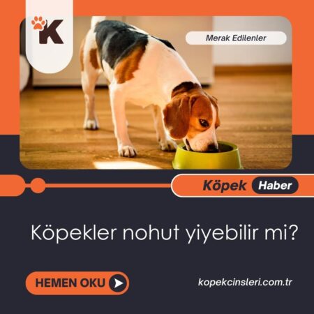 Köpekler Nohut Yiyebilir Mi?