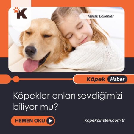 Köpekler onları sevdiğimizi biliyor mu?