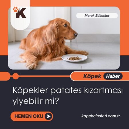 Köpekler Patates Kızartması Yiyebilir Mi?