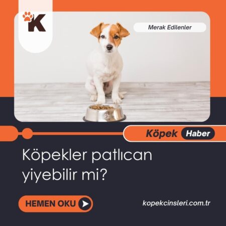 Köpekler Patlıcan Yiyebilir Mi?