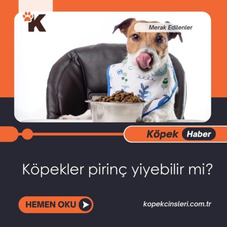 Köpekler Pirinç Yiyebilir Mi?